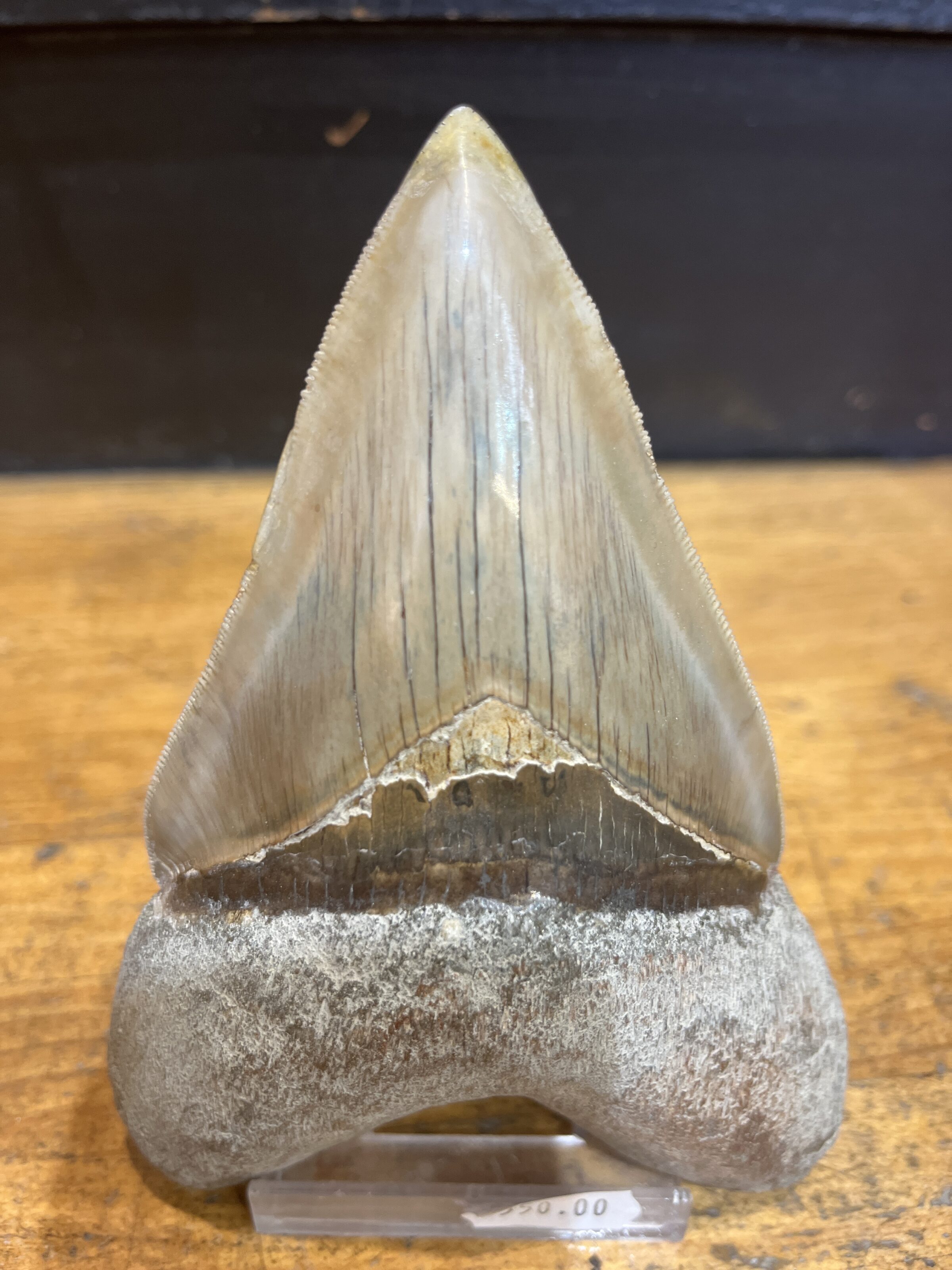 Diente Megalodon 15x12 cm